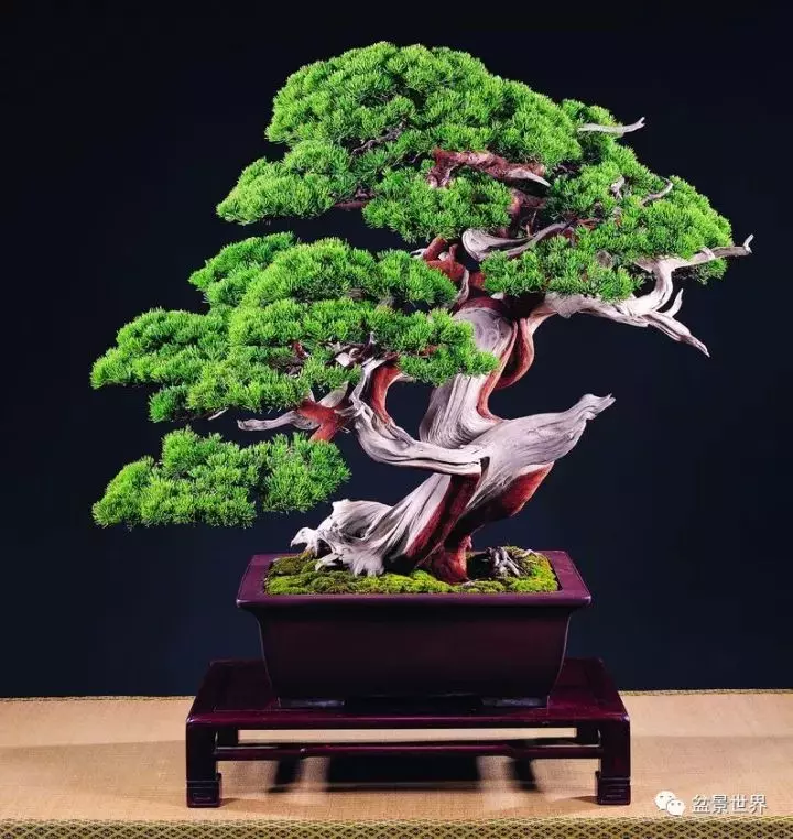 捨出空間,空間有美:鄭誠恭大師的盆景哲學