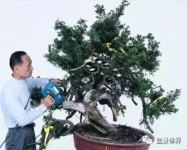 捨出空間,空間有美:鄭誠恭大師的盆景哲學