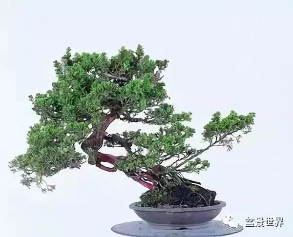 捨出空間,空間有美:鄭誠恭大師的盆景哲學