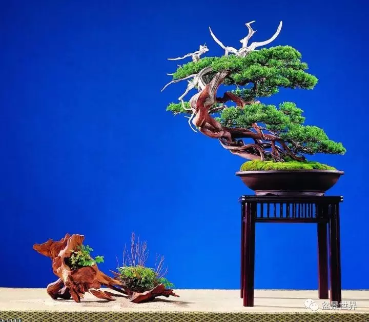 捨出空間,空間有美:鄭誠恭大師的盆景哲學
