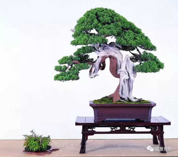 捨出空間,空間有美:鄭誠恭大師的盆景哲學