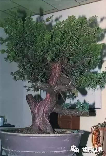 捨出空間,空間有美:鄭誠恭大師的盆景哲學