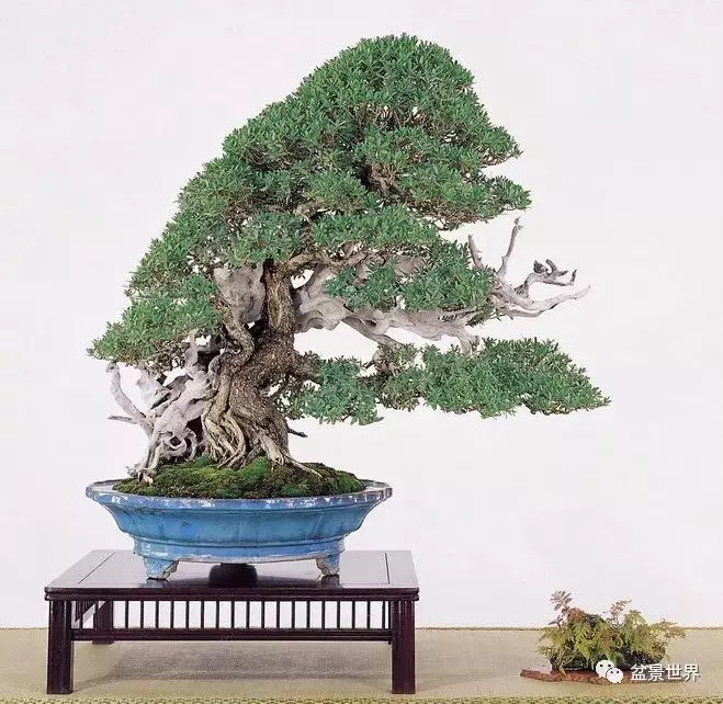 捨出空間,空間有美:鄭誠恭大師的盆景哲學