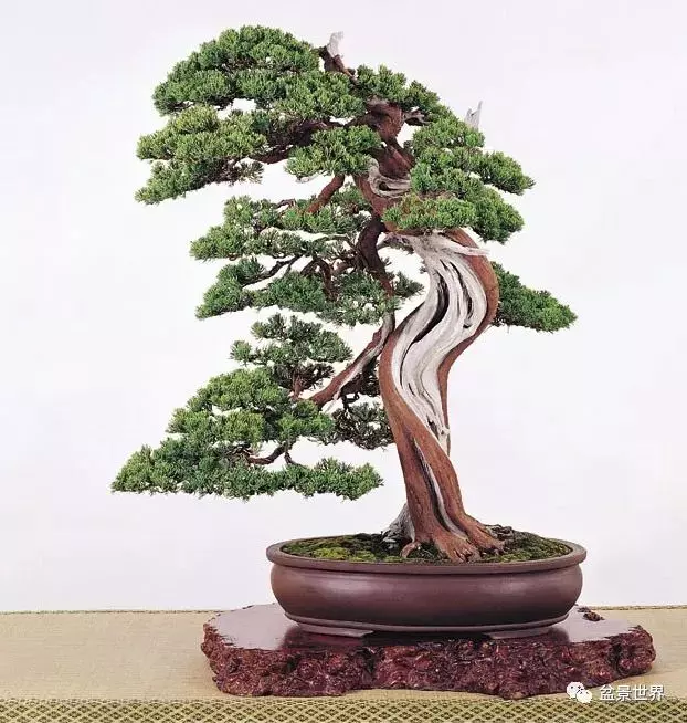 捨出空間,空間有美:鄭誠恭大師的盆景哲學
