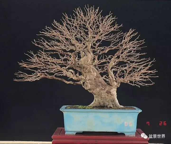捨出空間,空間有美:鄭誠恭大師的盆景哲學