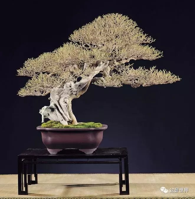 捨出空間,空間有美:鄭誠恭大師的盆景哲學