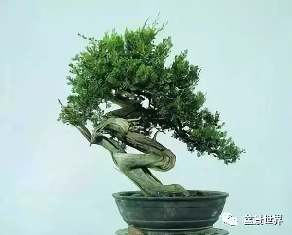 捨出空間,空間有美:鄭誠恭大師的盆景哲學
