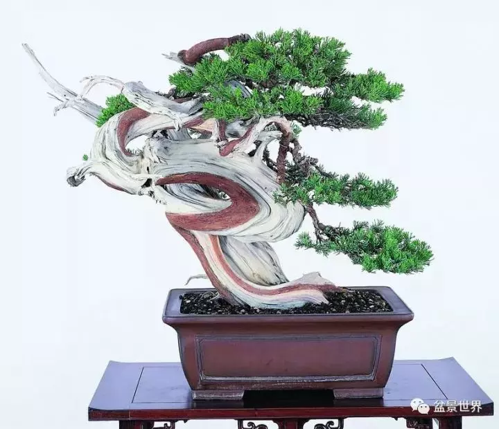 捨出空間,空間有美:鄭誠恭大師的盆景哲學