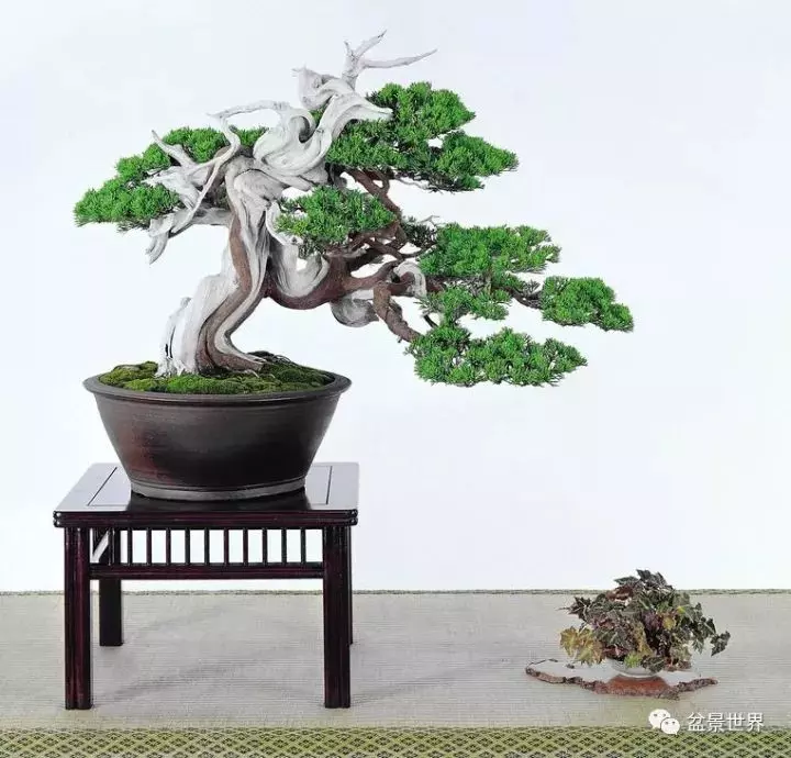 捨出空間,空間有美:鄭誠恭大師的盆景哲學