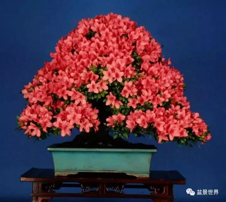 捨出空間,空間有美:鄭誠恭大師的盆景哲學