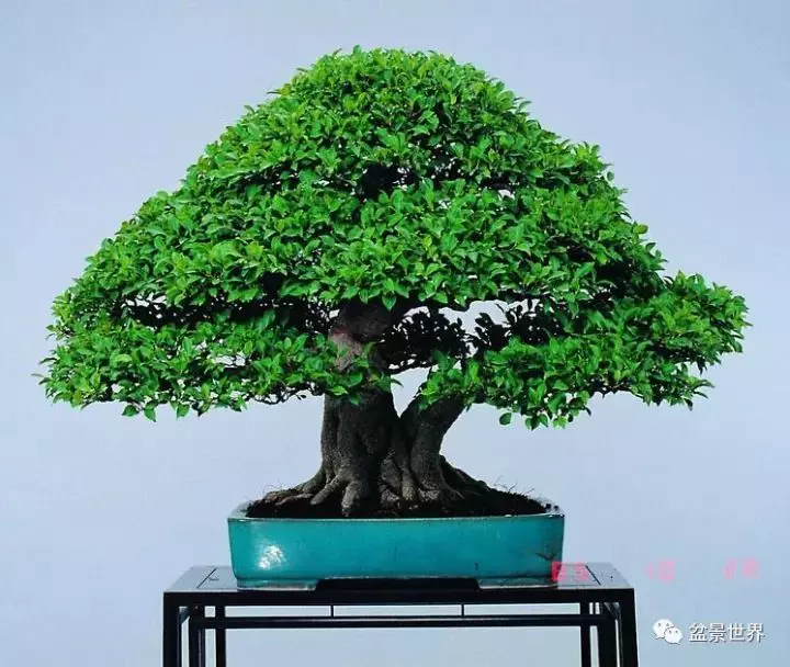 捨出空間,空間有美:鄭誠恭大師的盆景哲學