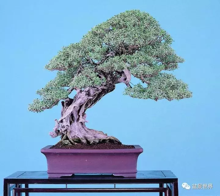 捨出空間,空間有美:鄭誠恭大師的盆景哲學