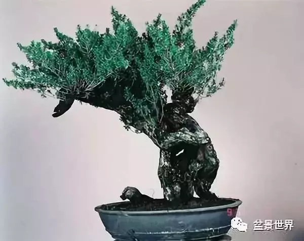 捨出空間,空間有美:鄭誠恭大師的盆景哲學
