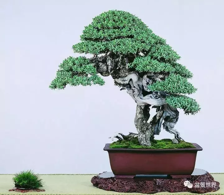 捨出空間,空間有美:鄭誠恭大師的盆景哲學