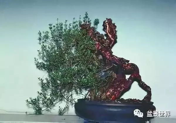 捨出空間,空間有美:鄭誠恭大師的盆景哲學