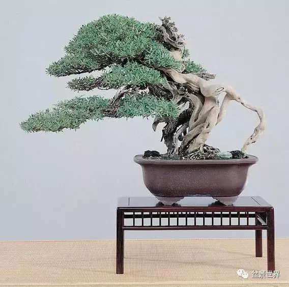 捨出空間,空間有美:鄭誠恭大師的盆景哲學