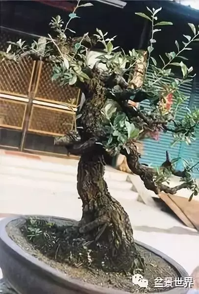 捨出空間,空間有美:鄭誠恭大師的盆景哲學