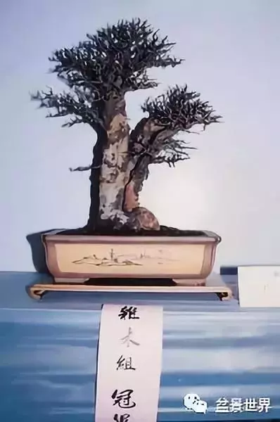 捨出空間,空間有美:鄭誠恭大師的盆景哲學