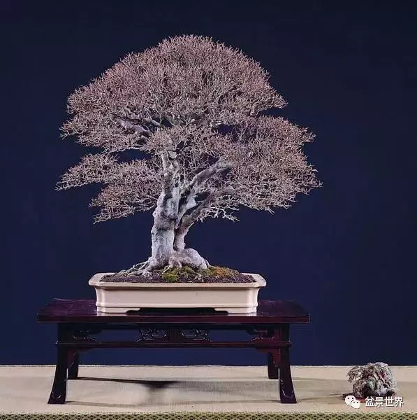 捨出空間,空間有美:鄭誠恭大師的盆景哲學
