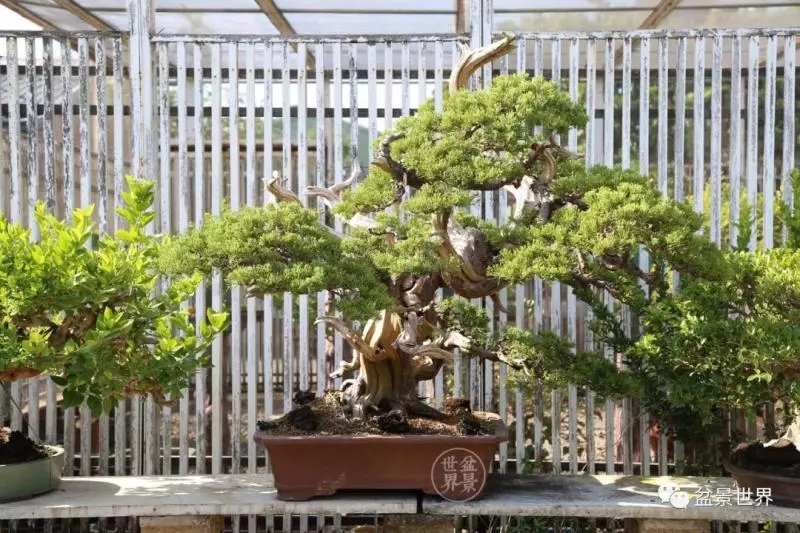 捨出空間,空間有美:鄭誠恭大師的盆景哲學