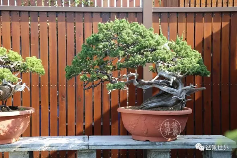 捨出空間,空間有美:鄭誠恭大師的盆景哲學