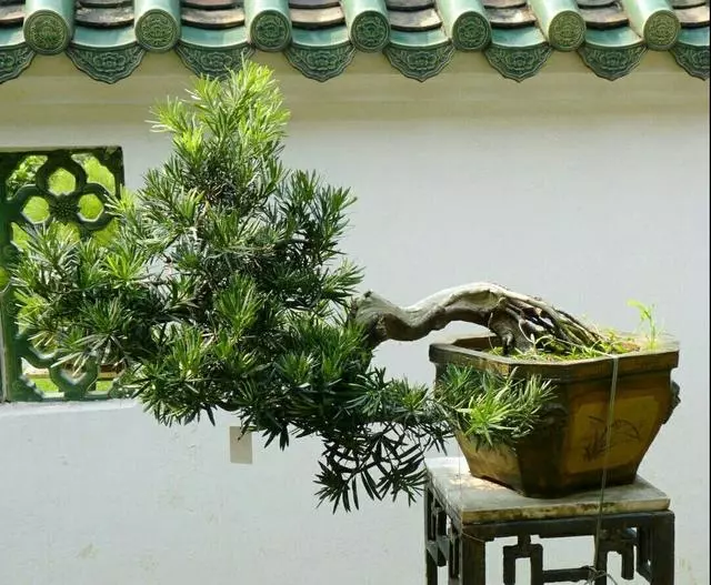 怎樣才能養出古樸雅致的羅漢松盆景