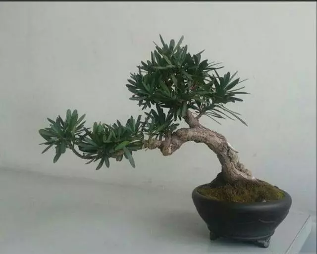 怎樣才能養出古樸雅致的羅漢松盆景