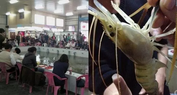 別浪費金錢時間給「釣蝦場」了!3小時釣138隻蝦只因為他多會一步....釣蝦有訣竅,只是你笨到不知道!