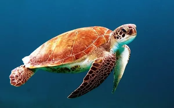 15個「不知道也沒關係」的趣味冷知識 章魚無聊時的消遣也太殘暴