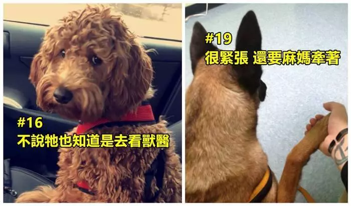 30張帶狗狗去看獸醫的絕望表情!