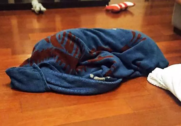 30張帶狗狗去看獸醫的絕望表情!