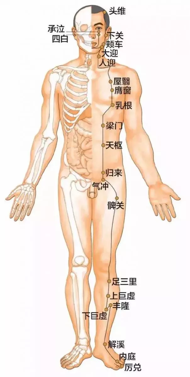 足陽明胃經45個針灸穴位圖,高清穴位圖解!收了吧!