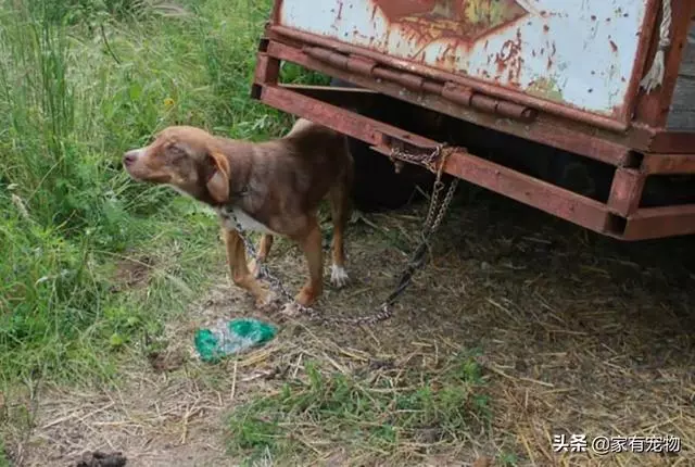 這條狗被鏈子鎖住了，任由它去死！直至救援人員發現了它