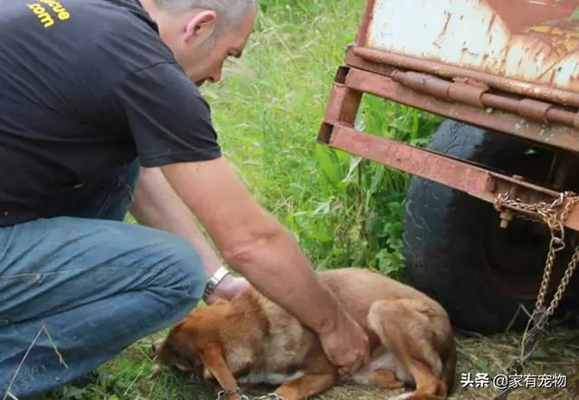 這條狗被鏈子鎖住了，任由它去死！直至救援人員發現了它