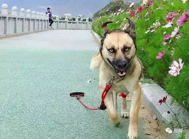 拉薩最美女孩:那些我救助的流浪小可愛,讓我看見生命的光