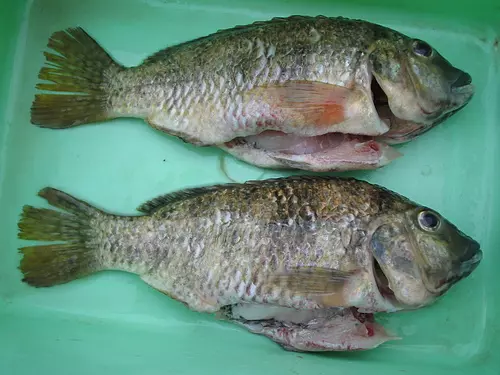 家人很愛吃的「吳郭魚現在應該馬上停止再吃」,需要花11年才能排出的物質太可怕了!