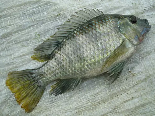 家人很愛吃的「吳郭魚現在應該馬上停止再吃」,需要花11年才能排出的物質太可怕了!