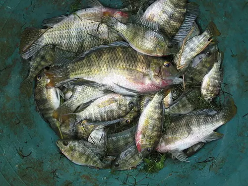 家人很愛吃的「吳郭魚現在應該馬上停止再吃」,需要花11年才能排出的物質太可怕了!
