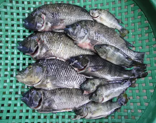家人很愛吃的「吳郭魚現在應該馬上停止再吃」,需要花11年才能排出的物質太可怕了!