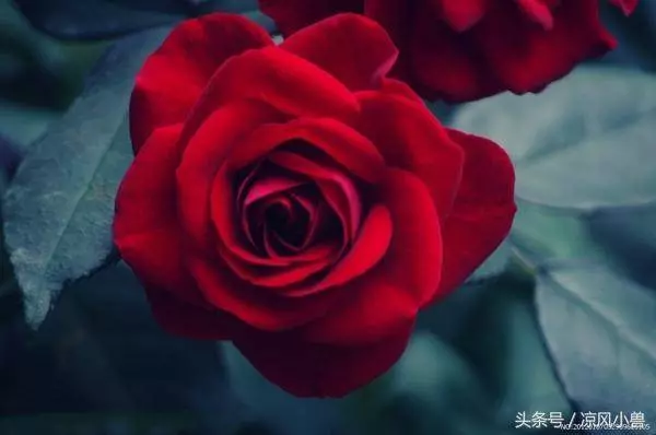 賣房錢婆婆都給大伯哥 卻讓我們給她養老 老公一開口 我和婆婆愣了
