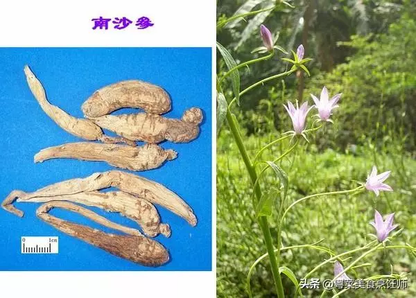 幾種煲湯藥材功效圖解