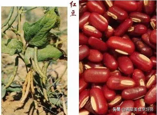 幾種煲湯藥材功效圖解