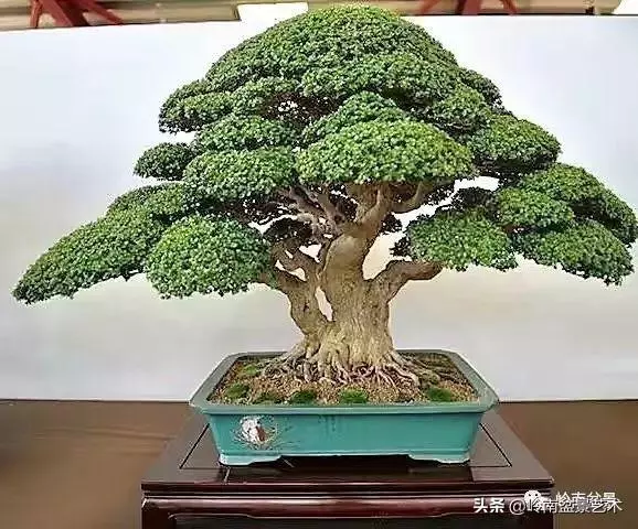日本盆景的蘑菇頭!!