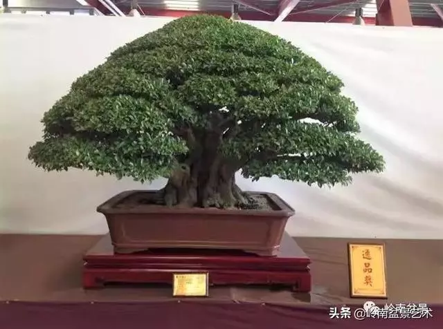 日本盆景的蘑菇頭!!