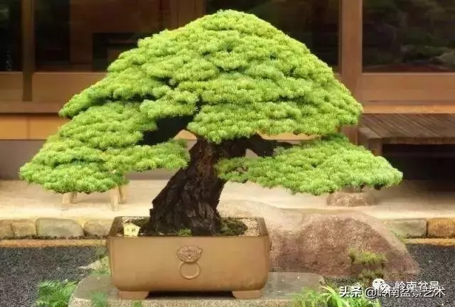 日本盆景的蘑菇頭!!