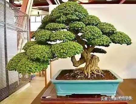 日本盆景的蘑菇頭!!