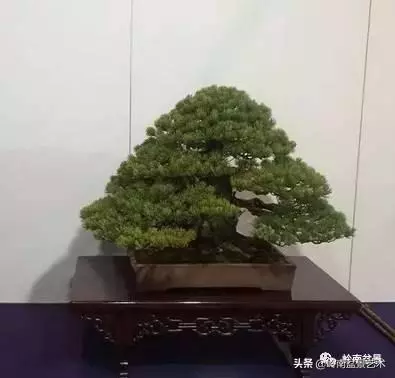 日本盆景的蘑菇頭!!