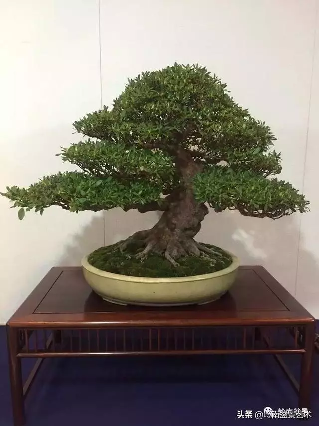 日本盆景的蘑菇頭!!