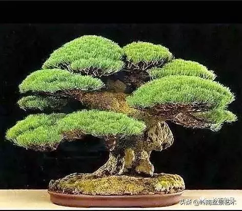 日本盆景的蘑菇頭!!