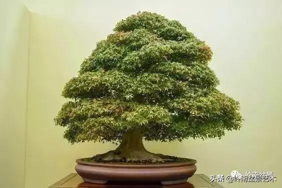 日本盆景的蘑菇頭!!